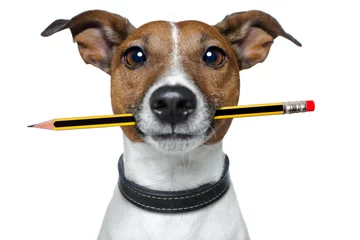 Photo sur Aluminium Chien fou chien avec crayon et gomme