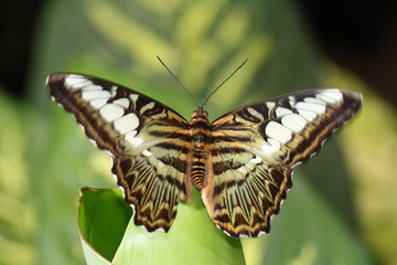 Fototapeta premium butterfly
