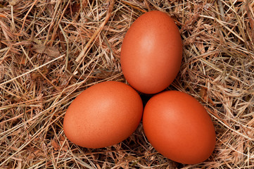 Eggs in nest