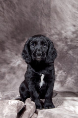 Coker © Lionello Rovati