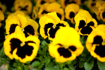 bratki bratek żółte czarne kolorowe kwiatki kwiaty roślina - obrazy, fototapety, plakaty