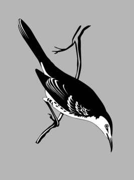 recommend clip art: thrush silhouette on gray  background