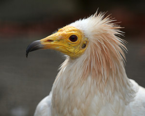 Schmutzgeier