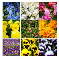 kwiaty kolorowe sadzonki stokrotki bratki sklep ogród - obrazy, fototapety, plakaty