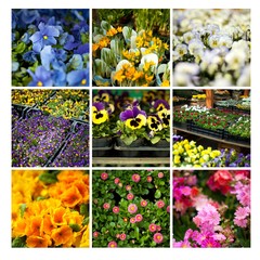 ogród sadzonka kwiaty rośliny ogrodowe bratki sklep kwiaciarnia - obrazy, fototapety, plakaty