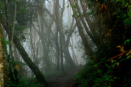 Fototapeta Foggy rainforest