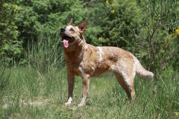 australian cattle dog fatigué sous le soleil