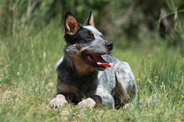 air joyeux du chien couché dans l'herbe