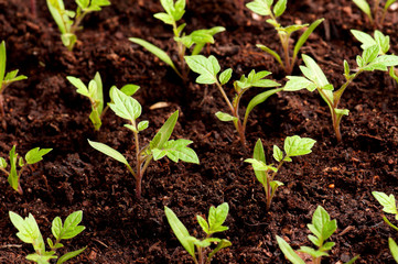 Green seedling