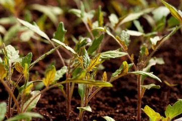 Green seedling