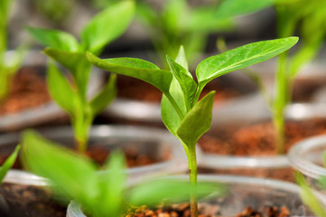 Green seedling