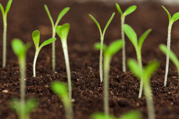 Green seedling
