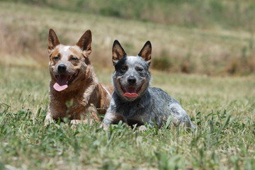 couple de bouviers australiens allongés