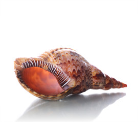 sea shell