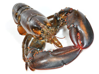 Imponente bogavante.