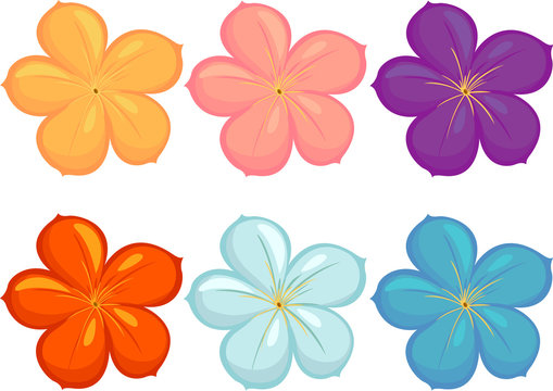 Flowers of different colours