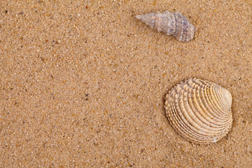 sand texture with shells