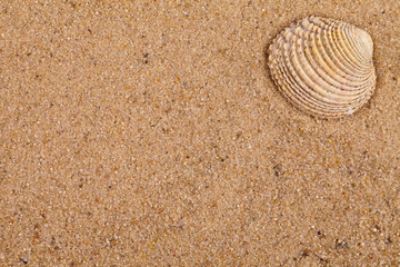 Fototapeta na wymiar sand texture with shells