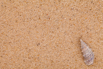 sand texture with shell