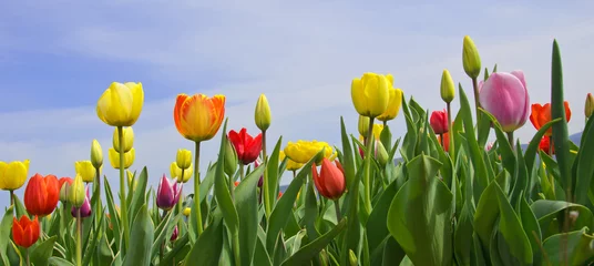 Wandcirkels aluminium Wonderful spring: tulip field with blue sky © doris oberfrank-list