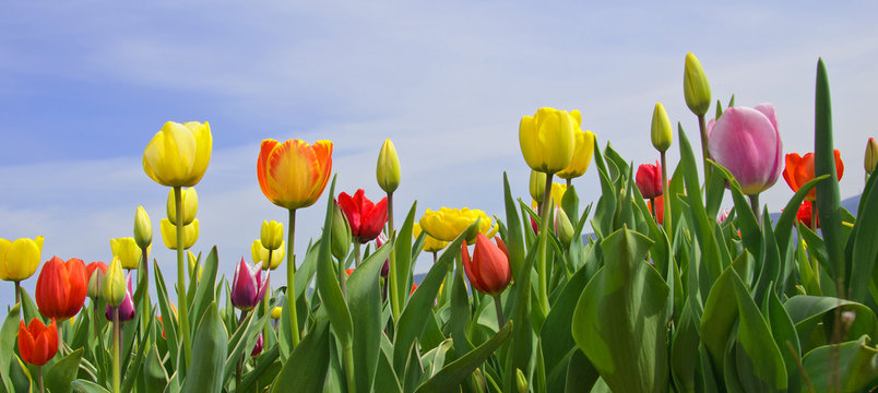 Wonderful spring: tulip field with blue sky