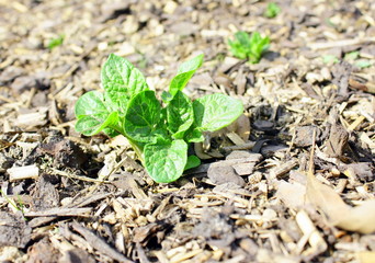 croissance d'un plant de pomme de terre