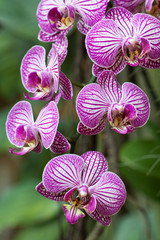 Orchidee © Digitalpress