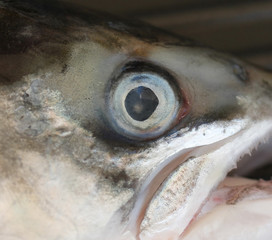 Salmon head
