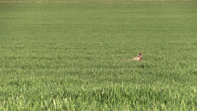 faisan dans les champs