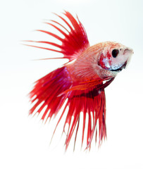 siamese fighting fish isolated on white background