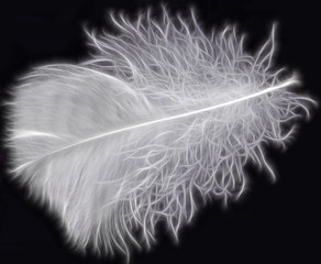 white feather on black