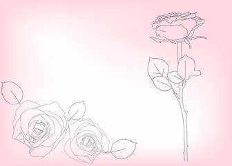 rose flowers sketch on pink