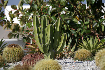 cactus garden