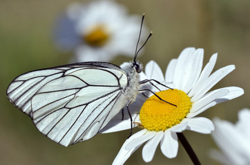 Macro of Black-veined White (Aporia crataegi) on daisy flower