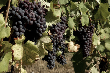 Grapes