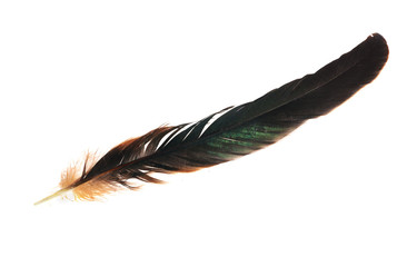 black and brown dark isolated feather