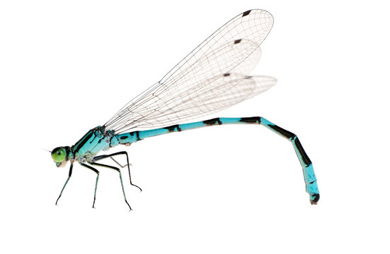 isolated small bright blue dragonfly