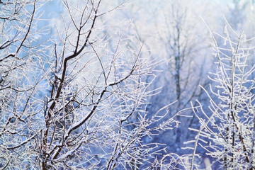 Frosty beautiful weather in winter. December