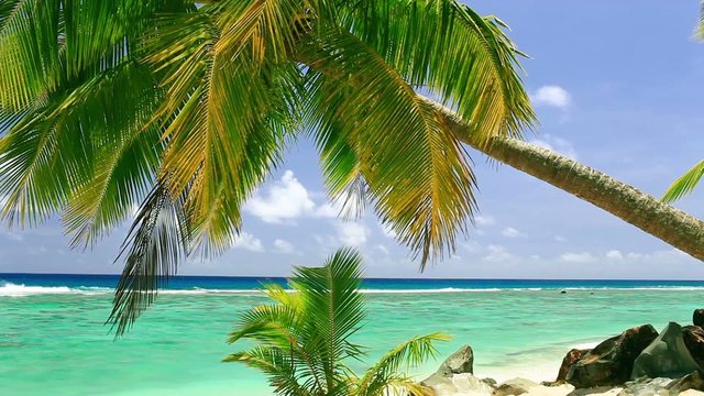 Waves on a tropical beach with palm tree
