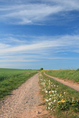 rural spring landscape