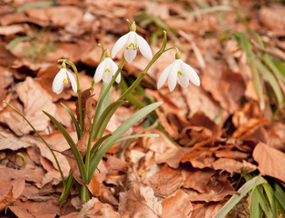 Snowdrop