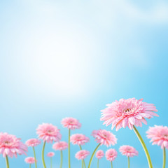 Flower, blooming pink daisy under sunshine