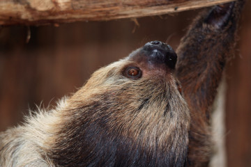 two toed sloth © Torsten Lorenz