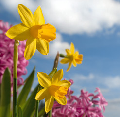 Frühlingsblüten