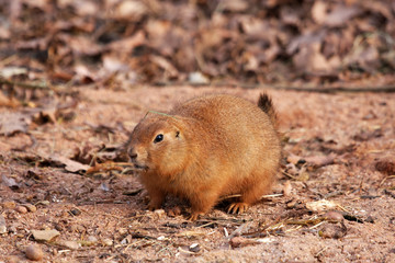 Murmeltier