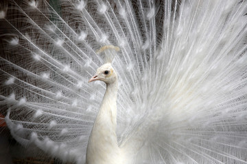 Obraz na płótnie Canvas White Peacock