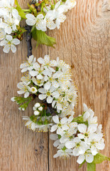 Obraz na płótnie Canvas Flowering cherry