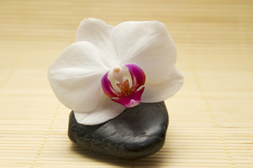 Obraz na płótnie Canvas white orchid on a black stone