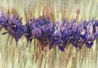 Blue iris in spring, textured image.