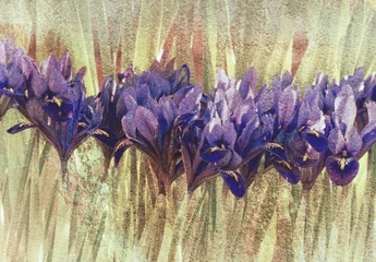 Garden poster Iris Blue iris in spring, textured image.